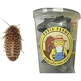 100 Extra Small Live Dubia Roaches in Container Live Reptile Food for Bearded Dragons Turtles Lizards Frogs & Toads Feeder In