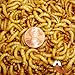5000ct Live Mealworms Live Pet Food & Bait