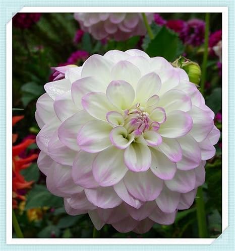 Amazon ダリア球根 ピンクの珍しい植物ダリア鉢植え エレガントな植物 8球根 植物成長調整剤