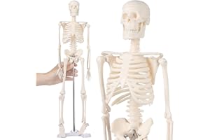 CIBOLAR Human Skeleton Model, Mini Skeleton, Anatomy Human Body Model for Kids, Anatomy and Physiology Study Tools, 17.7 inches (45cm)