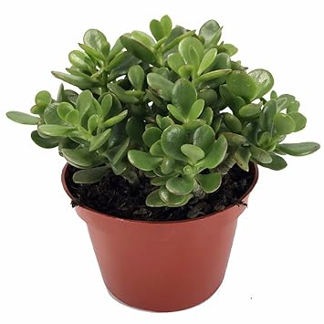 crassula