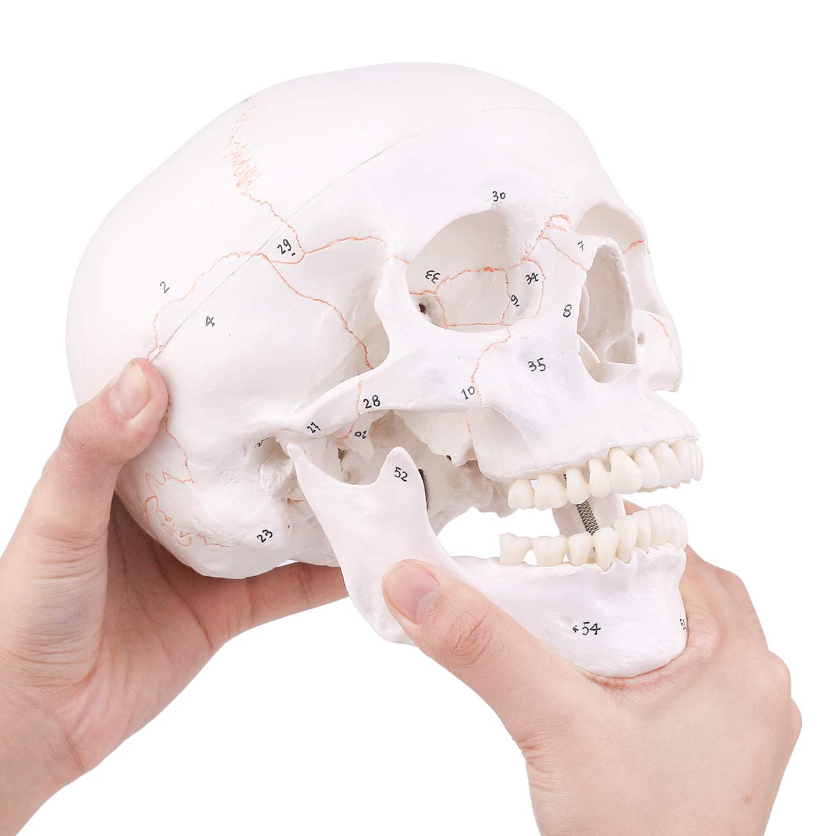 LYOU Human Skull Model, Numbered Skull Anatomy Model for Medical Professionals, Students & Teachers