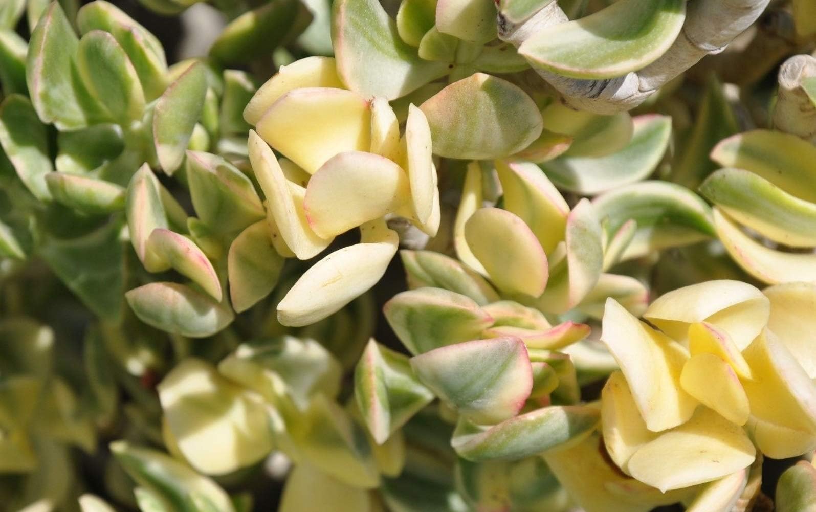 Plant 5 Fresh Cuttings Succulent Crassula Ovata 'Variegata' Variegated Jade #DV01