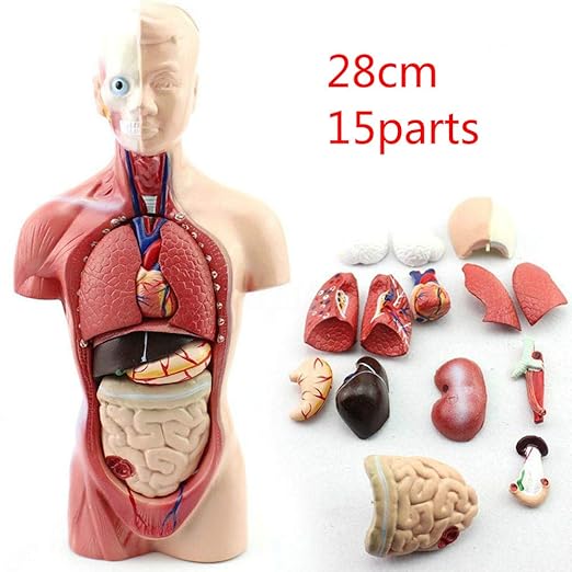Zaoyun Menschliche Anatomie,anatomisches Modell Ausbildungshilfe Pädagogische Lernwerkzeug (Körper)