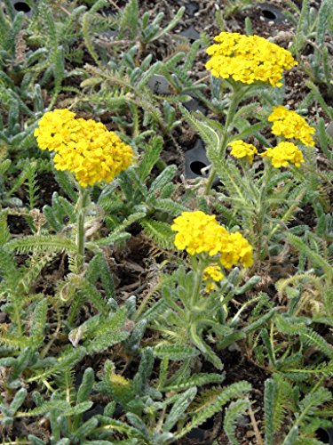 Pflanzensortiment Niedrige Blütenstauden für 4 m² – Bild 3