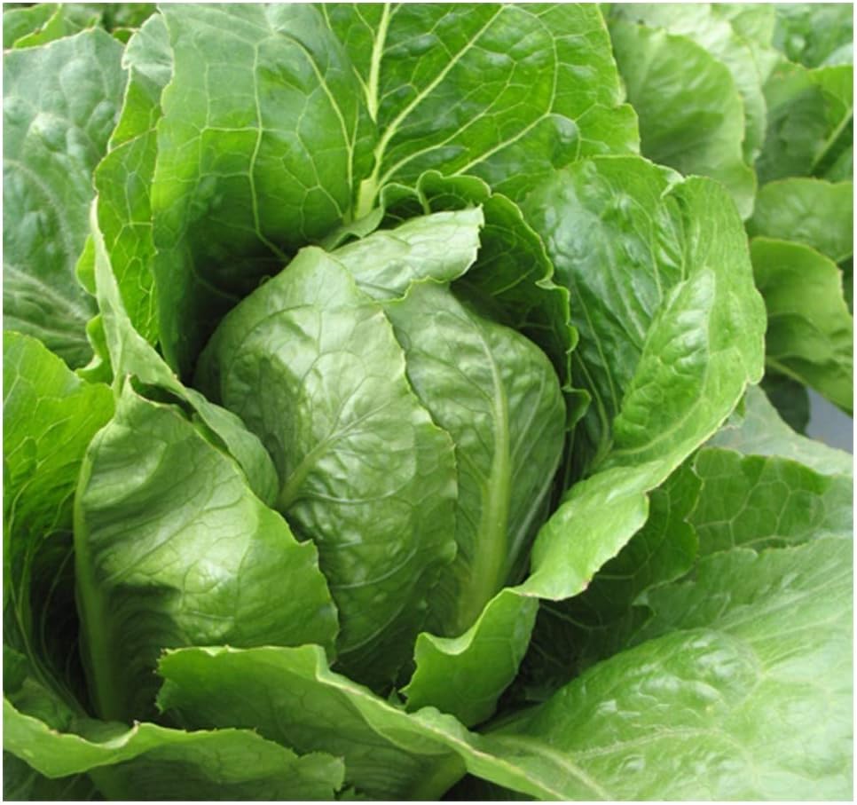 PREMIER SEEDS DIRECT - Lettuce - Romaine - Jericho - 1000 Seeds (Organic), Green
