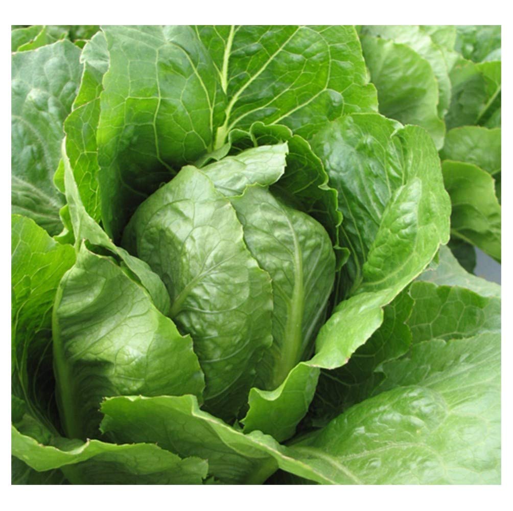 PREMIER SEEDS DIRECT - Lettuce - Romaine - Jericho - 1000 Seeds (Organic)