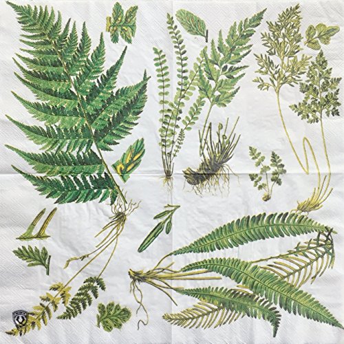 Colored Paper Napkins, 20 Count Shabby Chic Napkins for Wedding, Dinner Tea Party Shower (Fern)