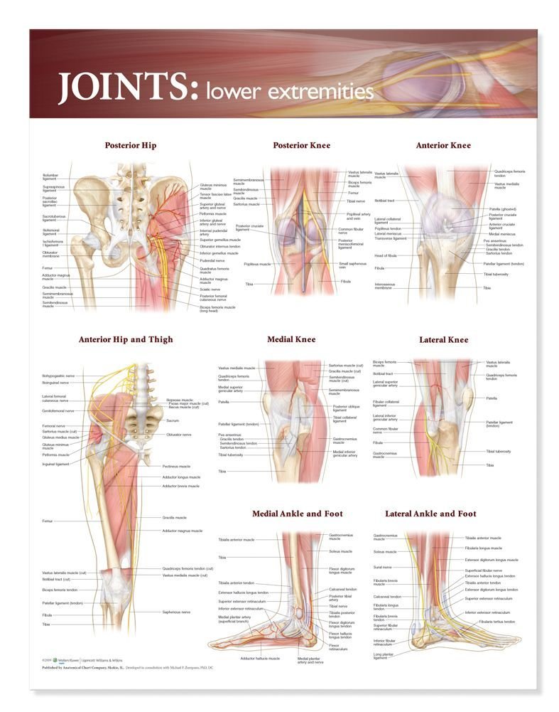 Joints of the Lower Extremities Anatomical Chart