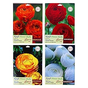 Ranunculus Perennial Flower Bulbs (Mix) by Kraft Seeds