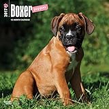 Boxer Puppies - 2017 Calendar 12 x 12in