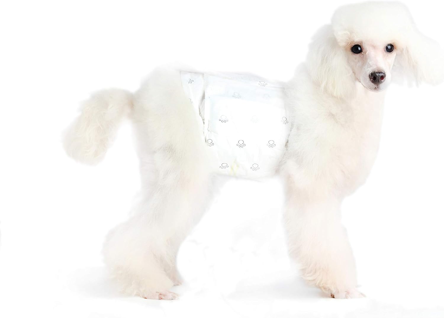 AmazonBasics Male Dog Wrap, Disposable Diapers Pack of 30 WaooMart