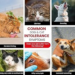 Vet-Recommended Pet Food Sensitivity & Intolerance