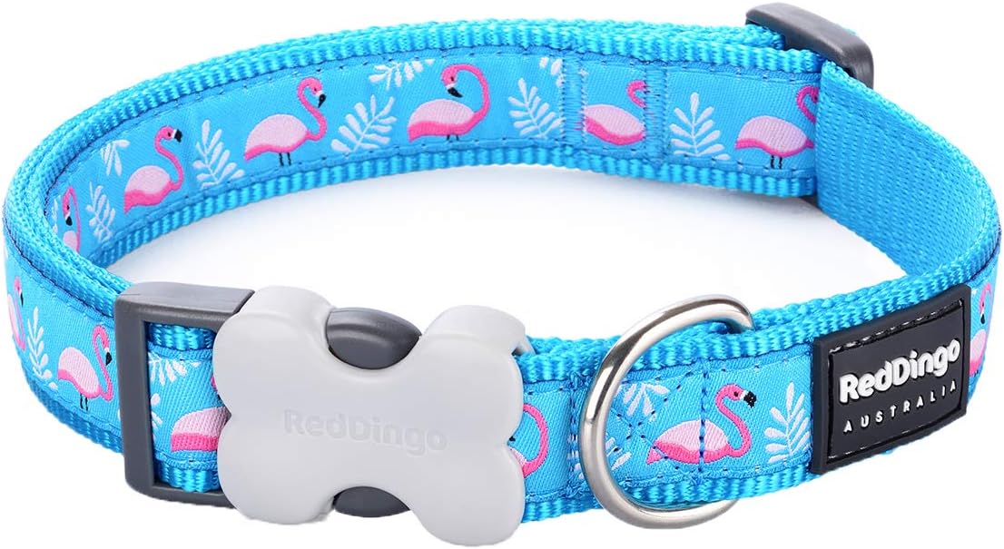 Red Dingo Bucklebone Dog Collar Design, Flamingo Turquoise, X-Small 15mm, XS (Pack of 1)
