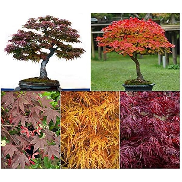 Bonsai 1pack Of 25 Seeds Tree Seeds Online Red Maple Acer Rubrum Ornamental Tree 25 Seeds Kasharindia Com