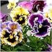 Package of 600 Seeds, Rococo Mixed Pansy (Viola germania) Open Pollinated Seeds by Seed Needs