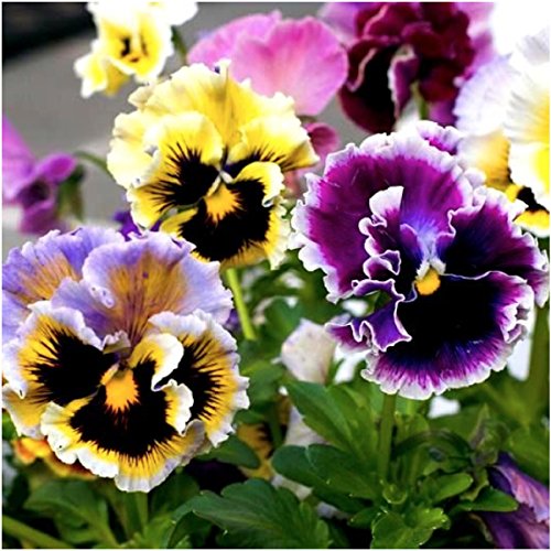 Package of 600 Seeds, Rococo Mixed Pansy (Viola germania) Open Pollinated Seeds by Seed Needs