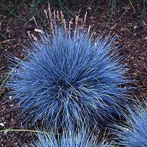 100Pcs Blue Fescue Grass Seeds Perennial Hardy Ornamental Grass Home Garden