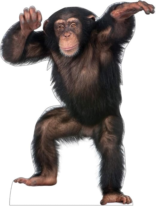 Amazon Com Advanced Graphics Young Chimpanzee Life Size Cardboard Cutout Standup Home Kitchen