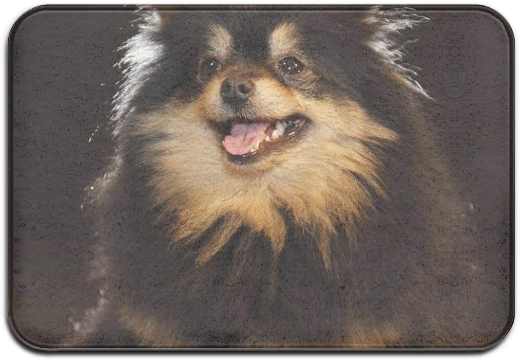SZshenya Front Door Mat Outdoors, Door Mat Inside, Door Mats Indoor,Doormat Outside，Non-Slip Doormat Pomeranian Breed Lulu Posing for The Camera