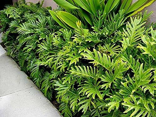 Amazon Com 9eztropical Philodendron Xanadu 2 Plants 1 Feet Tall Ship In 4 Pot Garden Outdoor