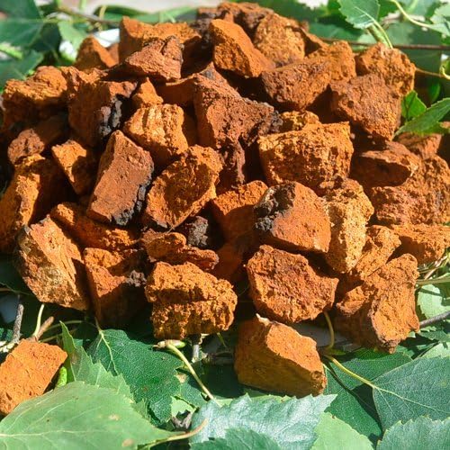 Chaga Mushroom Chunks Dried from Estonia 150g. Chopped to 5 cm.