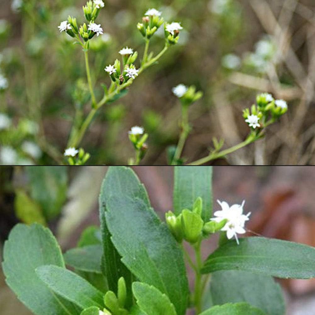 100pcs Semillas de Stevia, Semiilas Flores Flor Seeds Planta ...