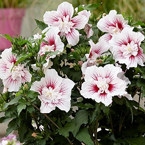 Hibiscus syriacus Starburst Chiffon Bare Root