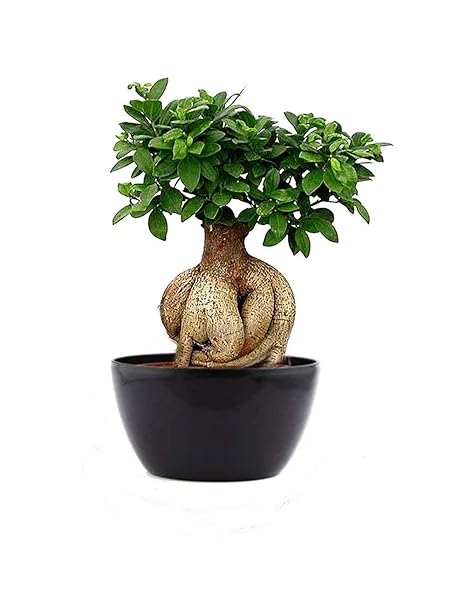 GUUCHUU 5 Year Old Grafted Ficus Bonsai indoor