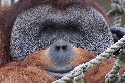 Orangutan Smile-8x10-Signed By Artist-Certificate of Authenticity