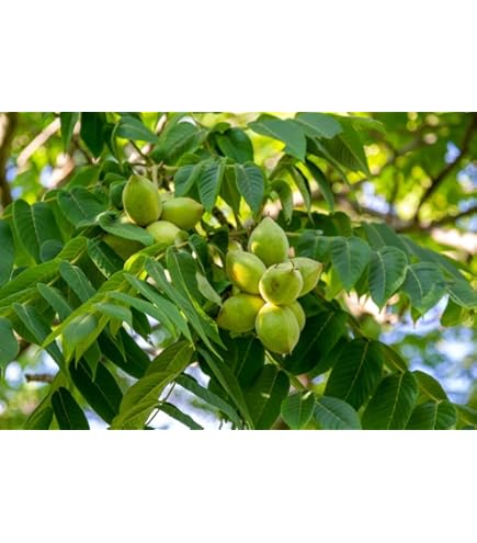 thumbnail image 2 of 10 Butternut Tree Seeds (Juglans Cinerea) Aka White Walnut Seeds Edible 2 of 9