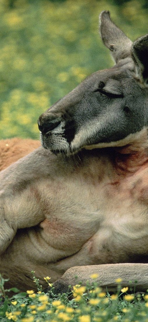 PeelitStickit Kangaroo, Animal Wall Murals ID-097, vinyl