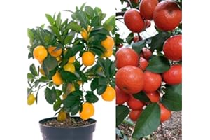S-PONE 20+ Mandarin Orange Tree Seeds Dwarf Edible Fruit Citrus Fruit Plant Outdoor Plants Bonsai