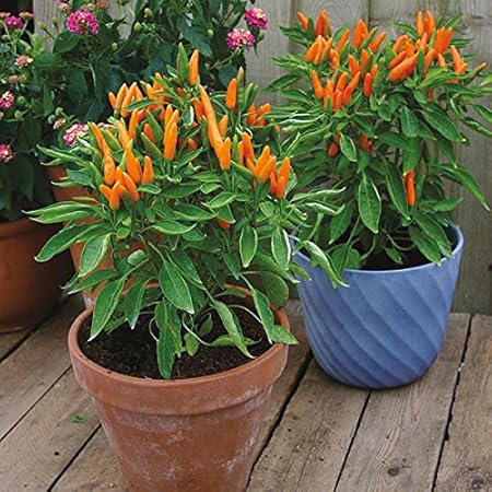 Creative Farmer Ornamental Vegetable Seeds Rare Ornamental Chilli 20 Fresh Seeds Fast Growing Variety Plants Seeds For Pots Seeds Kitchen Garden Seeds Pack