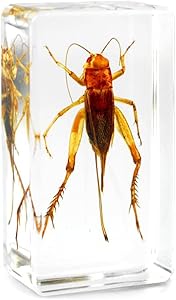QTMY Insect in Resin Specimen Collection Paperweight for Office Desk,Christmas Gift for Men Biology Science Teacher Kids Education (Cricket)