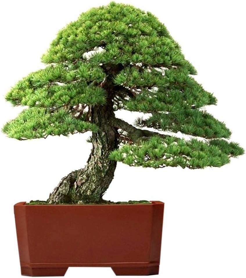 Teaio Seeds - 20 Pcs Perennial Temperate Bonsai Plant Seeds Cypress Seeds Tree Seeds Flowers