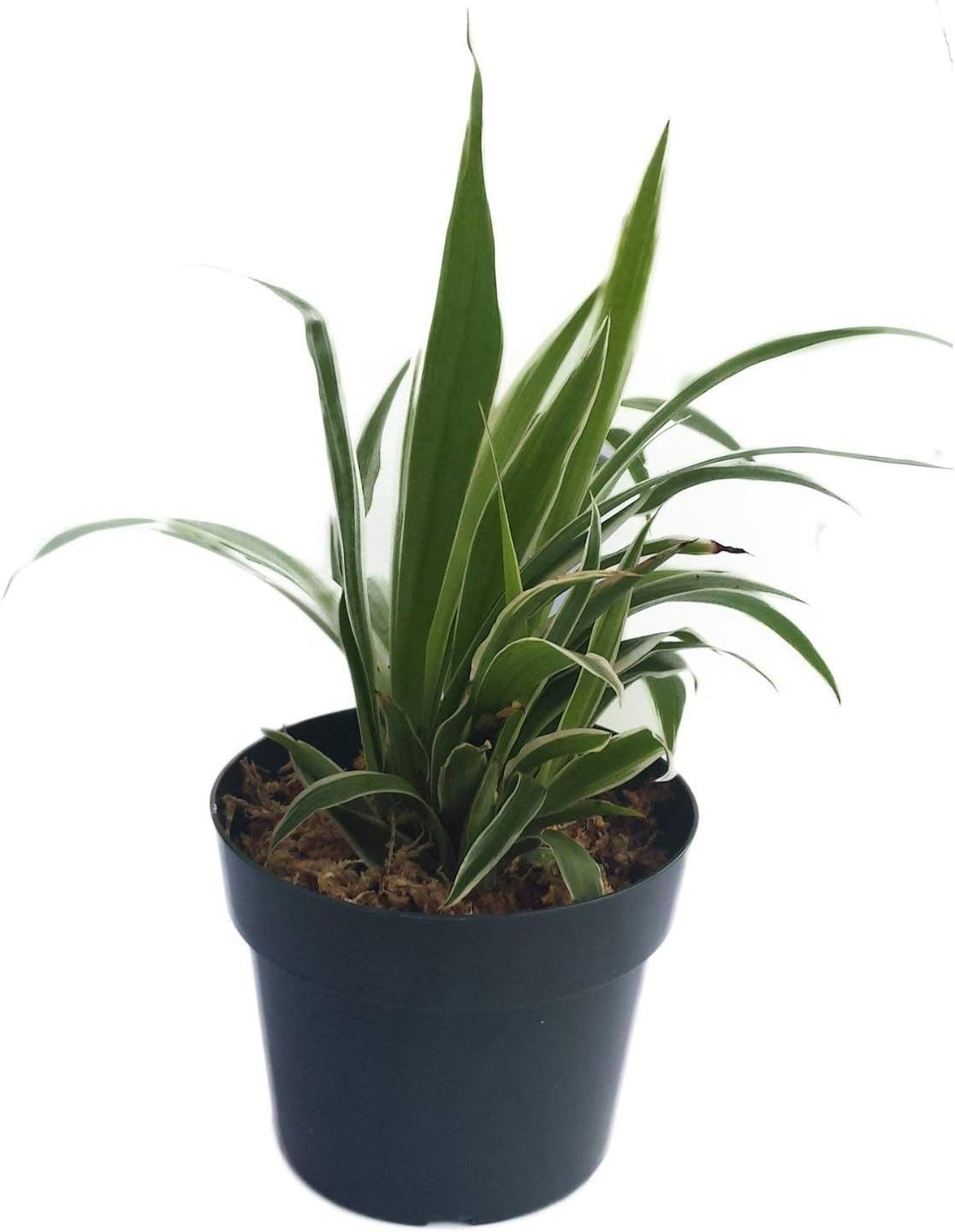 Panda Pots 50 Plant Pots - 4 Inch - 100% Recycled Plastic - Made in USA - Strong, Reusable Trade; (Green)