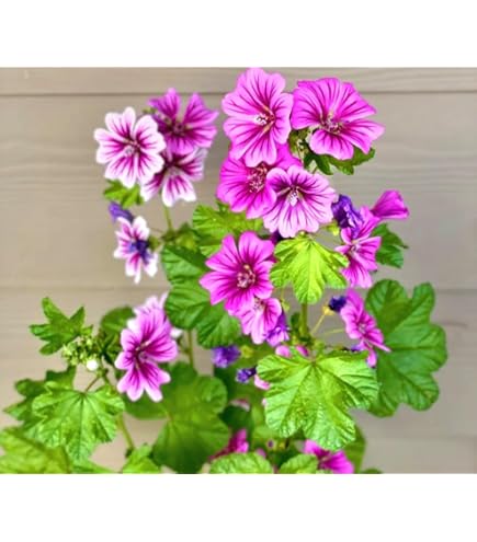 ✯ Mallow ✯ X. Axis (Zombie) the Clown Squishmallows 'Mallow Mash 2025