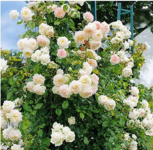 Seed House-KOUYE 50pcs Climbing Rose Seeds Hardy Perennial Flower Seeds Rambler Roses bee-Friendly Flower Seeds for Garden Balcony Decor