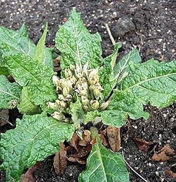 Alraune - Mandragora officinarum