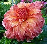Moonlight Sonata Dinnerplate Dahlia - 2 Bulb Clumps