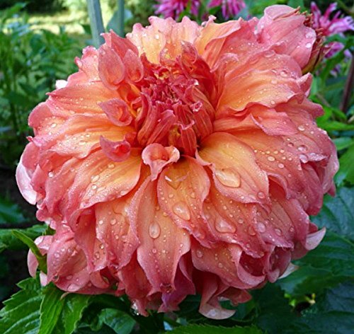 Moonlight Sonata Dinnerplate Dahlia - 2 Bulb Clumps Moonlight Sonata Dinnerplate Dahlia - 2 Bulb Clumps