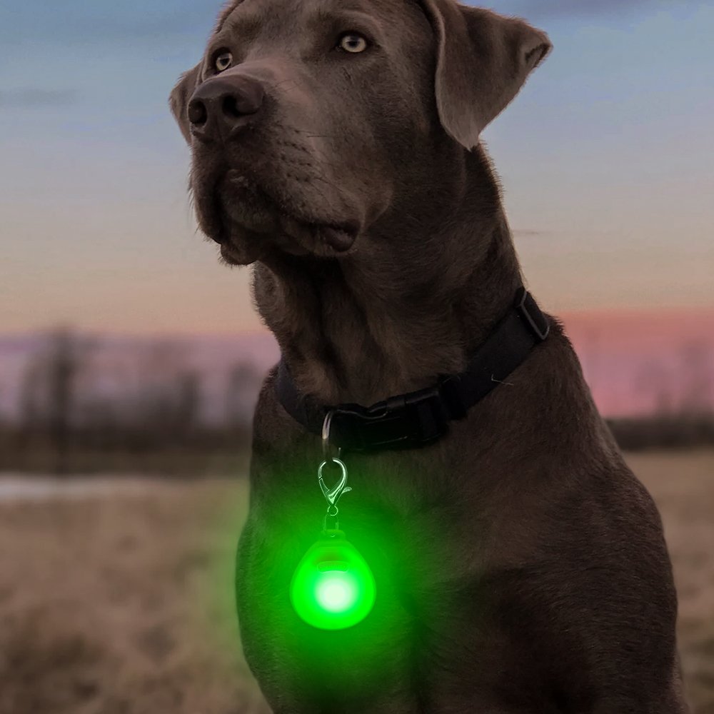 CLAN-X LED Dog Tag, Weather Resistant Light up Pet ID Tag Dog Collar Safety Lights for Night Walking, Batteries Included Dog Pendants by Pack of 2PCS(Pink, Green)