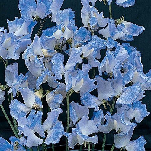 سعر 50+ BLUE EVENING OR NIGHT SCENTED STOCK FLOWER SEEDS/ANNUAL ...