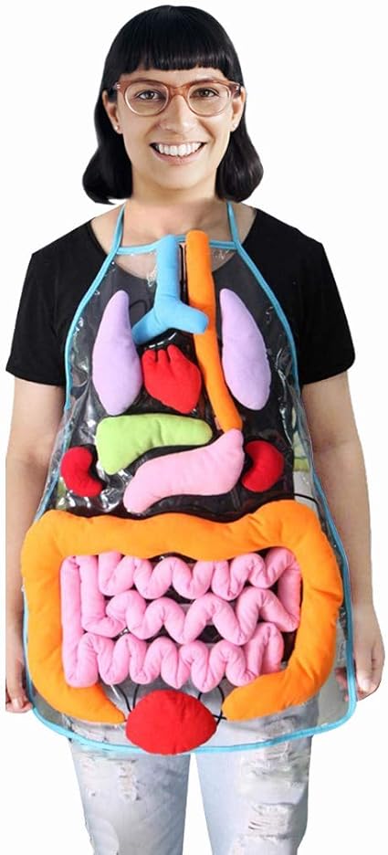 human body educational toys