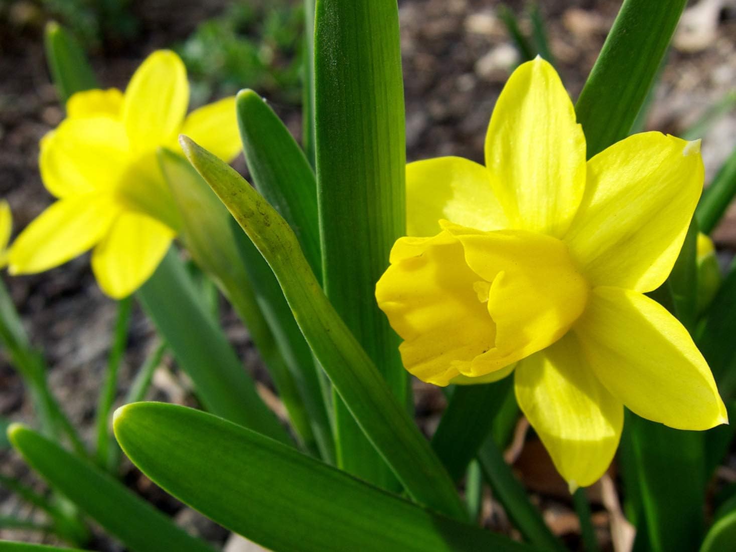 Garden &amp; Outdoors 20 Tête à Tête Miniature Daffodil
