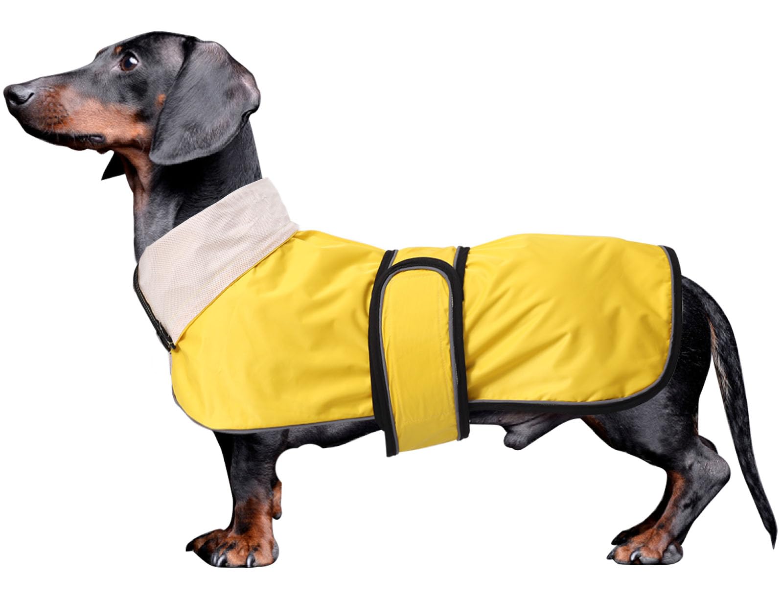 Dachshund raincoat with reflective trim, rain/water resistant, adjustable bands - Stylish premium raincoat for dogs - Yellow - M