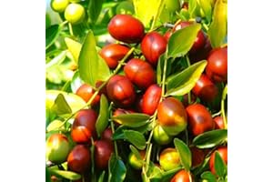 TomorrowSeeds - Jujube Tree Seeds - 15+ Count Packet - for 2025 Planting Garden Seed (Chinese Red Date) Ziziphus Jujuba BER Hong Tsao Zao