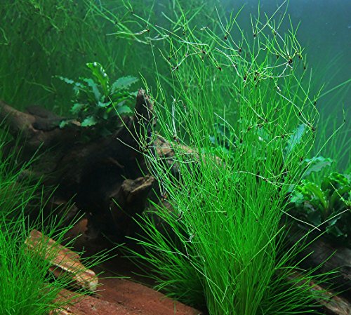 aquarium plants factory