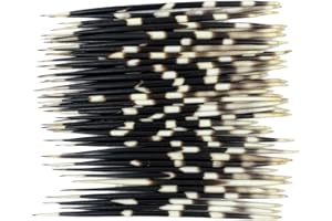 Heyiwell 5Pieces African Porcupine Quills 8"~9" Inch Long